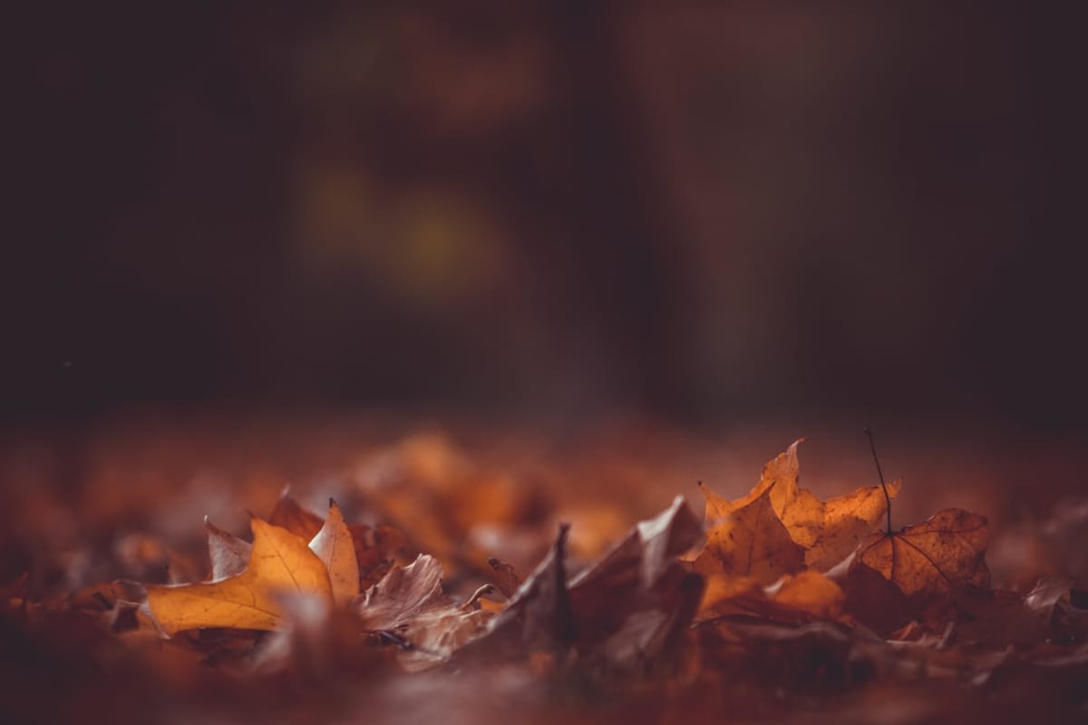 Charlotte Apartment Living | Fallen autumn leaves on ground