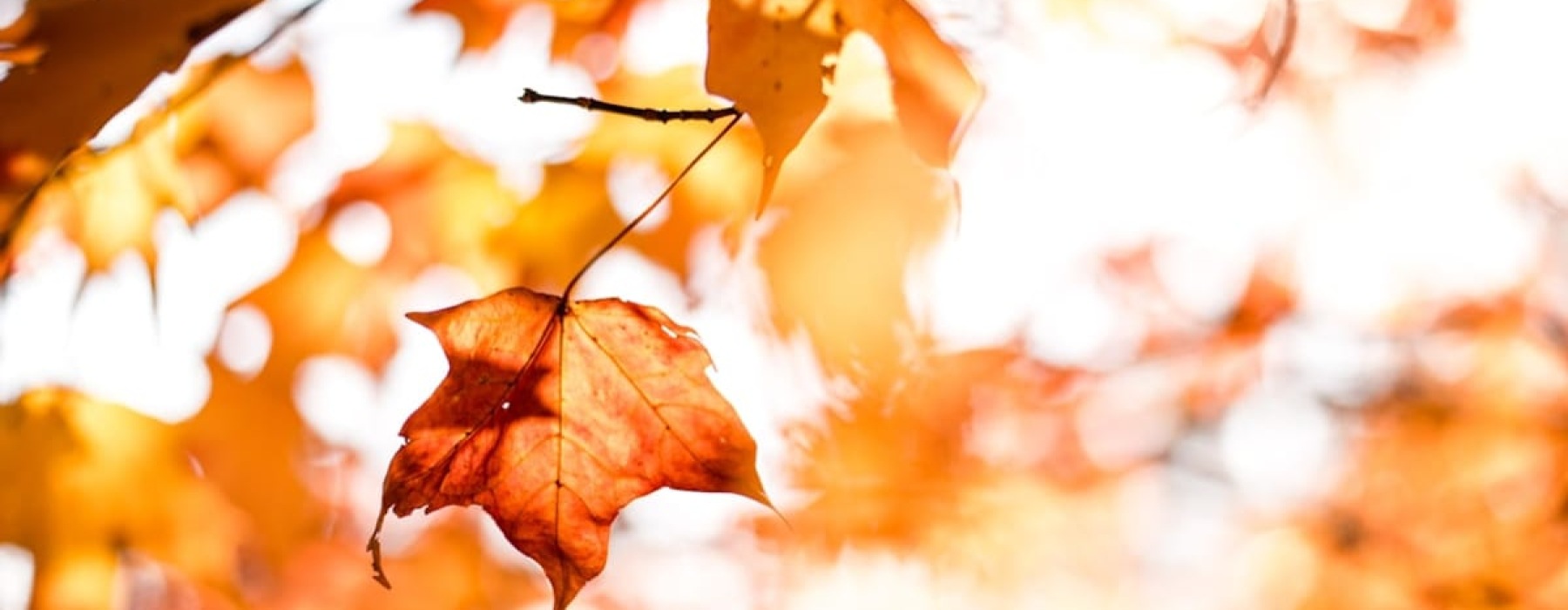 Ballantyne Luxury Apartments | Bright orange fall maple leaf