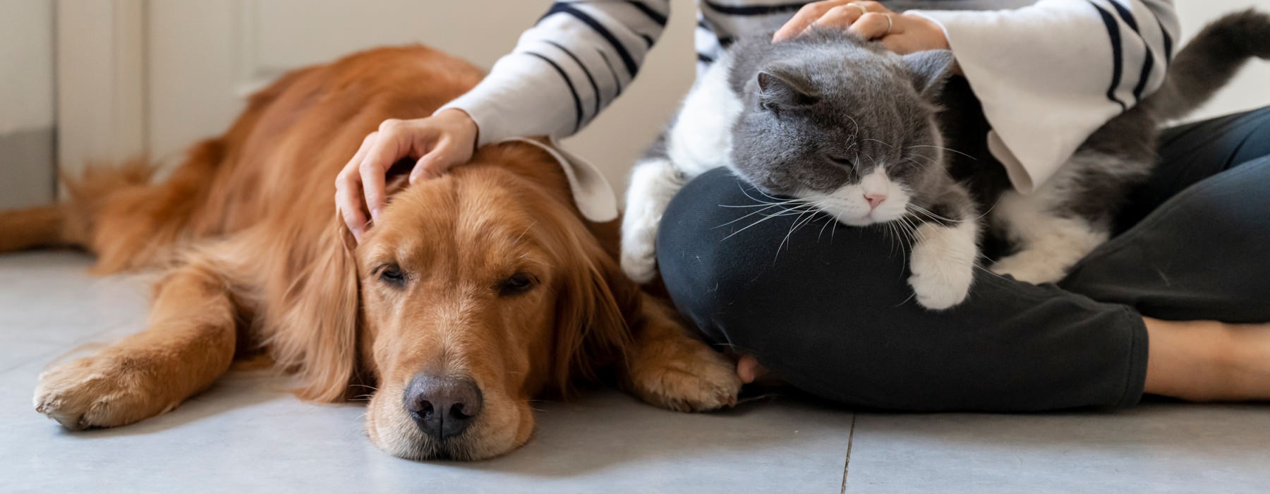 a picture of a person with a dog on their side and a cat in their lap